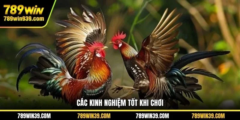 Các kinh nghiệm tốt khi chơi