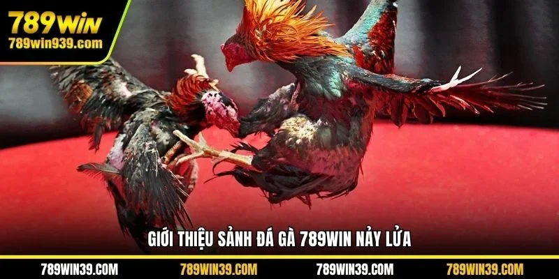 Giới thiệu sảnh đá gà 789WIN nảy lửa