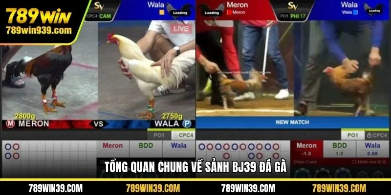 Tổng quan chung về sảnh BJ39 Đá Gà